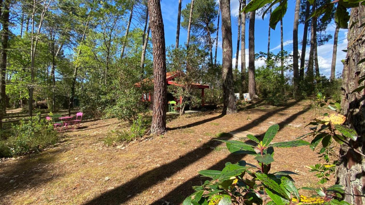 Le Petit Poulailler Au Beau Milieu Des Pins Lacanau Exterior foto