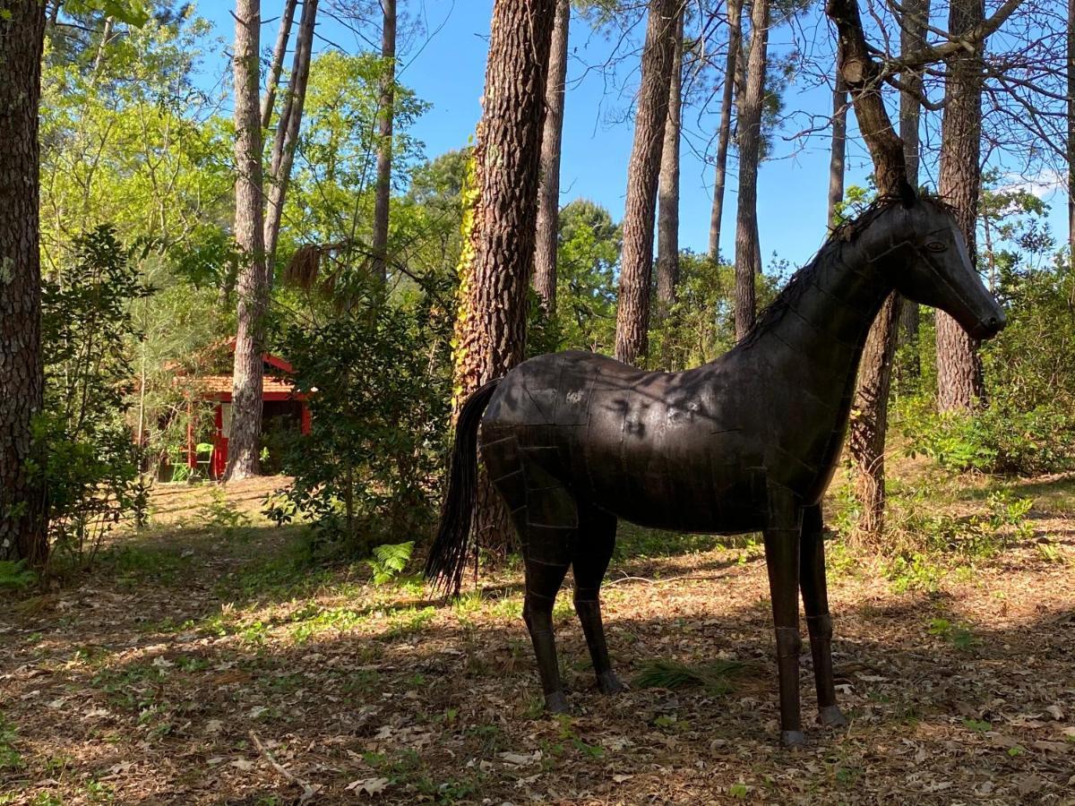Le Petit Poulailler Au Beau Milieu Des Pins Lacanau Exterior foto