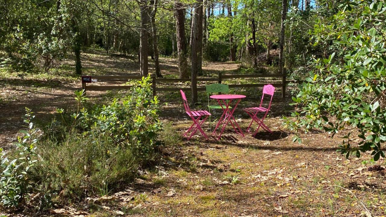 Le Petit Poulailler Au Beau Milieu Des Pins Lacanau Exterior foto